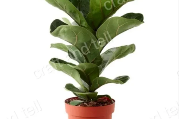 Fiddle Leaf Fig