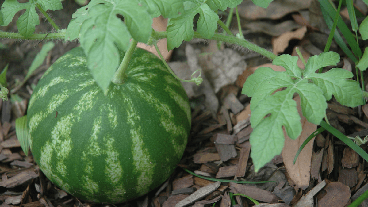 Watermelon Placement
