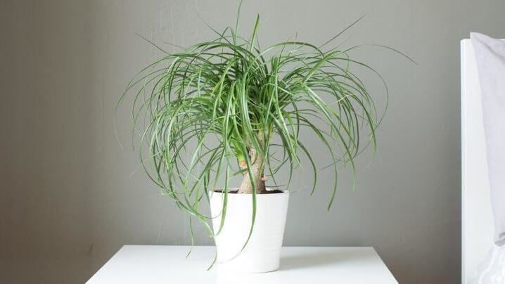 Palm Plants to Grow Indoors