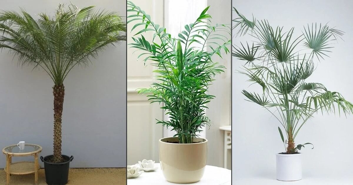 Types of Palm Plants to Grow Indoors