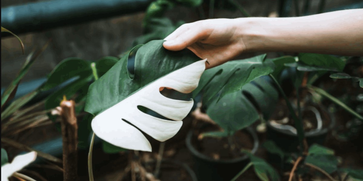 Caring for the White Variegated Monstera: